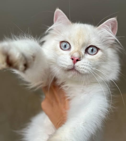 British Longhair
