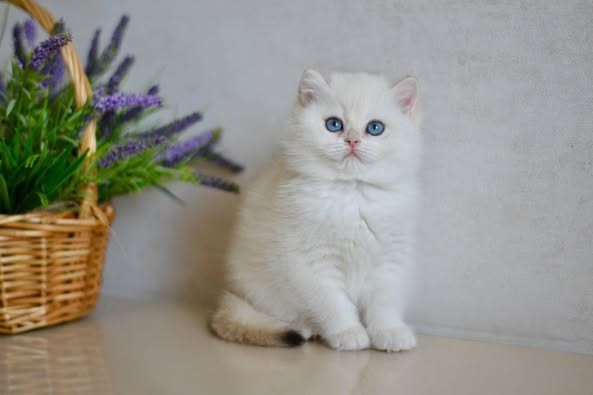 British Shorthair