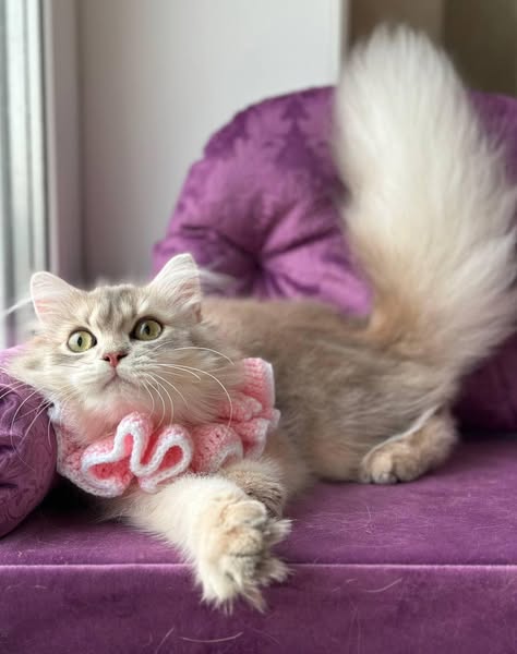 British Longhair