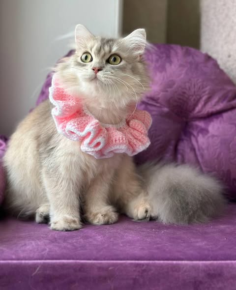 British Longhair