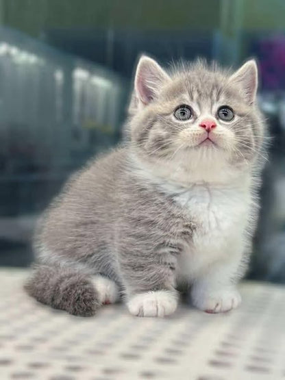 Munchkin