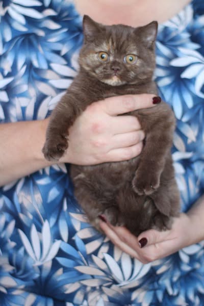 British Shorthair