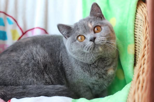 British Shorthair