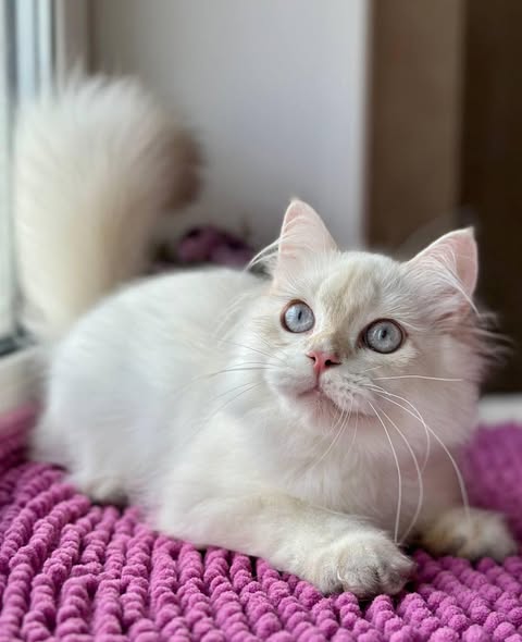 British Longhair