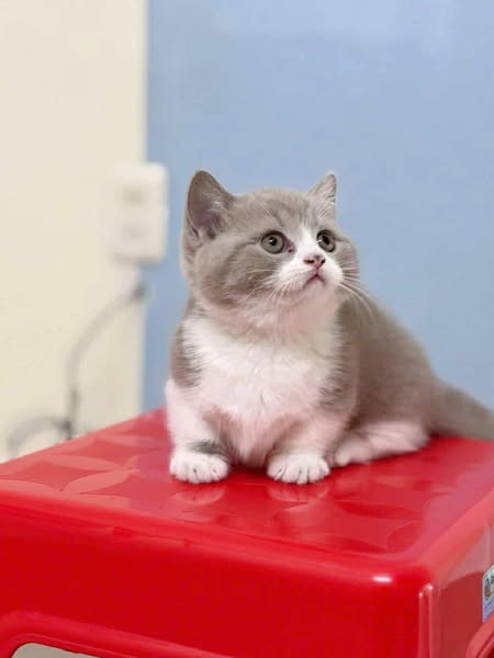 Munchkin