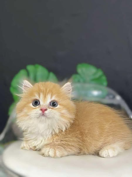 Munchkin Longhair