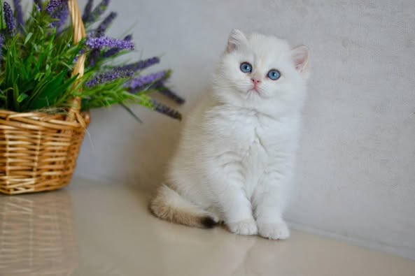 British Shorthair