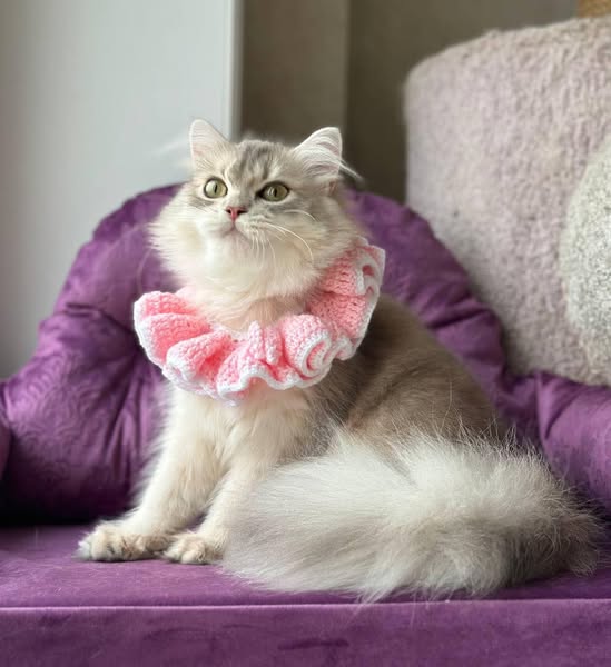 British Longhair