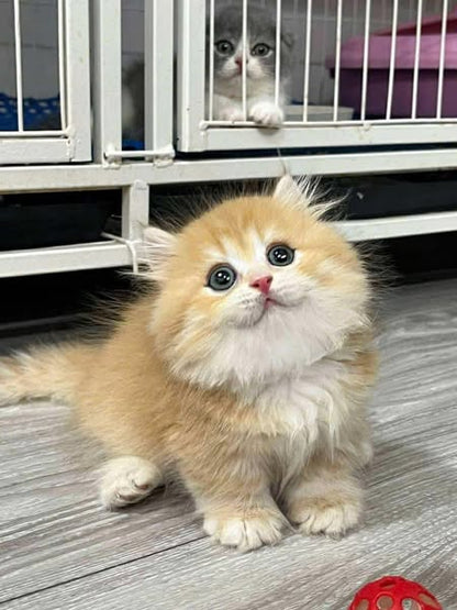 Munchkin Longhair