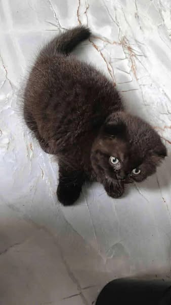Munchkin Fold