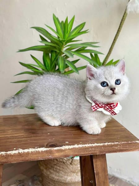 Munchkin