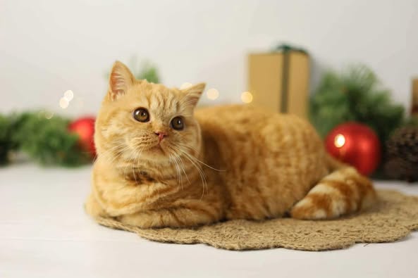 British Shorthair