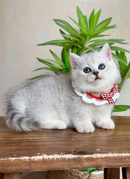 Munchkin