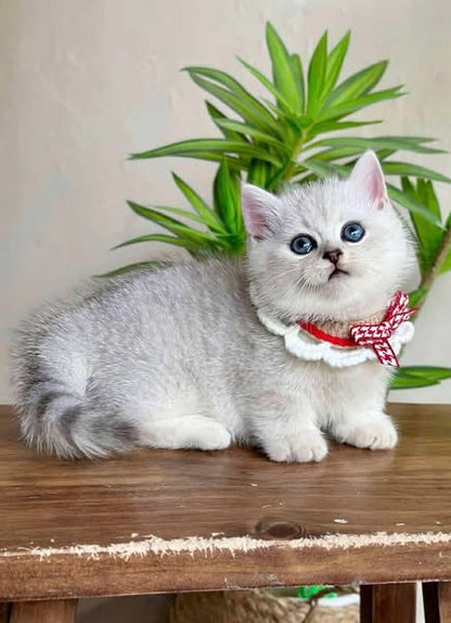 Munchkin
