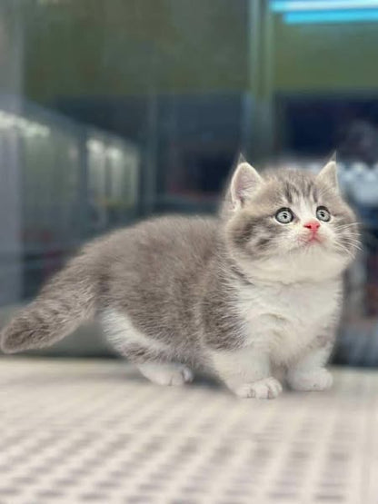 Munchkin