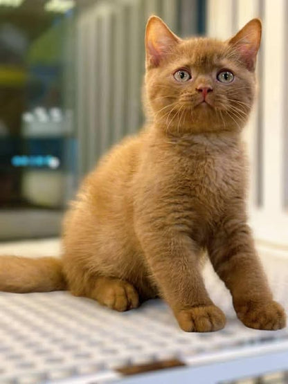 Munchkin Fold