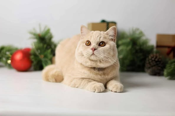 British Shorthair
