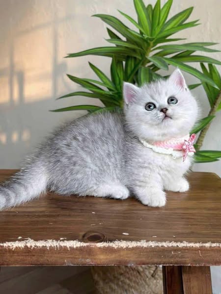 Munchkin