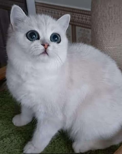 British Shorthair