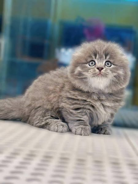 Munchkin Fold Longhair