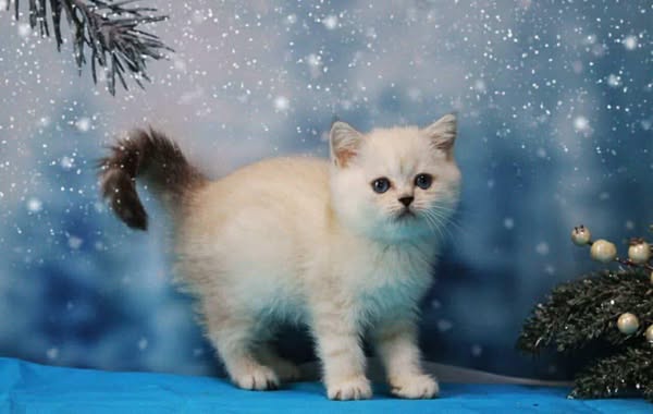 British Shorthair
