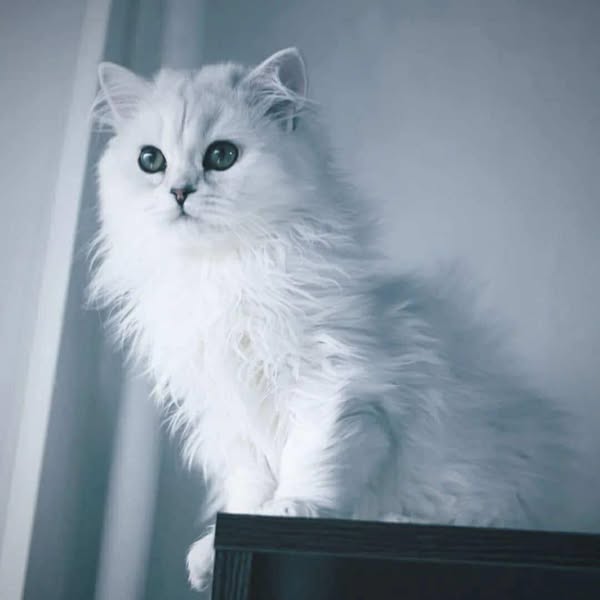 British Longhair