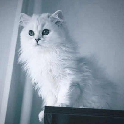 British Longhair