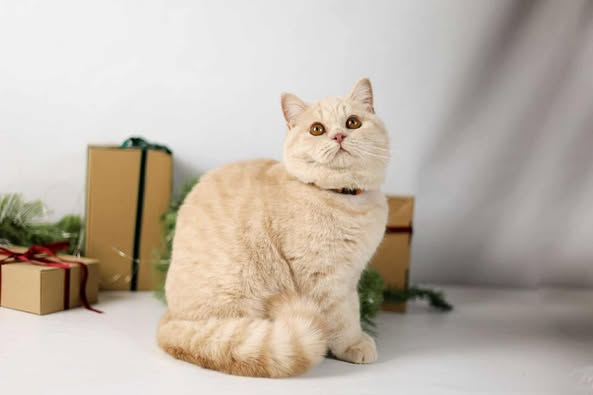 British Shorthair