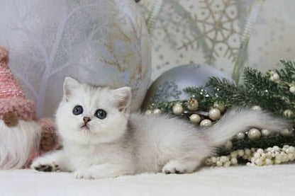 British Shorthair