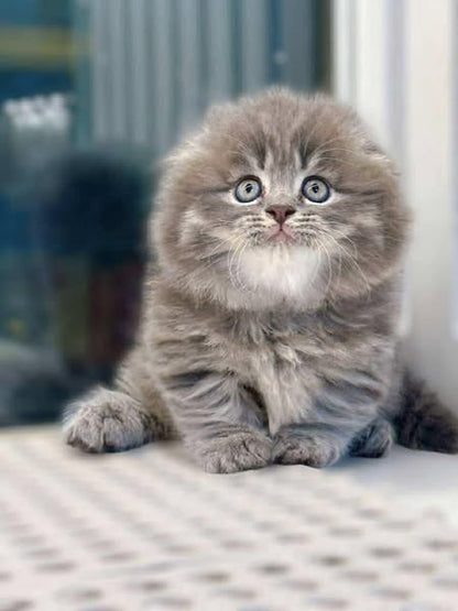 Munchkin Fold Longhair