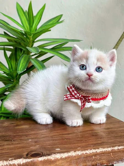 Munchkin