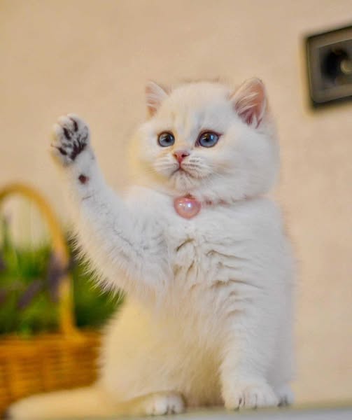 British Shorthair
