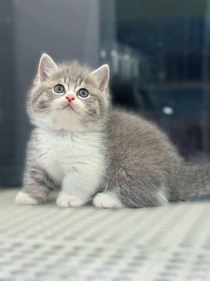 Munchkin