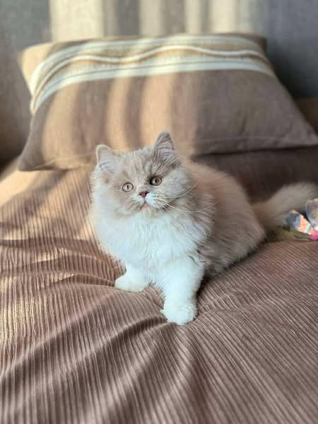 British Longhair