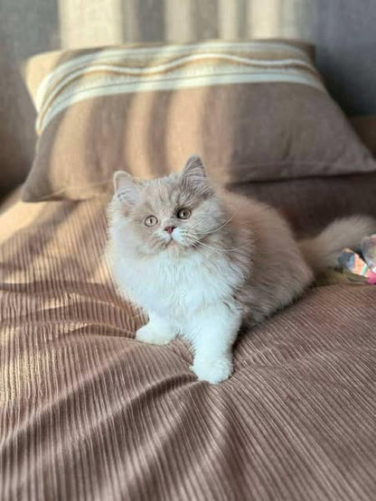 British Longhair