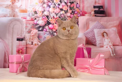 British Shorthair