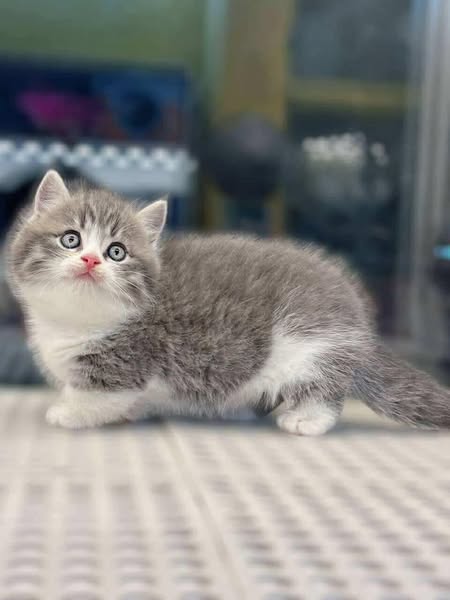 Munchkin