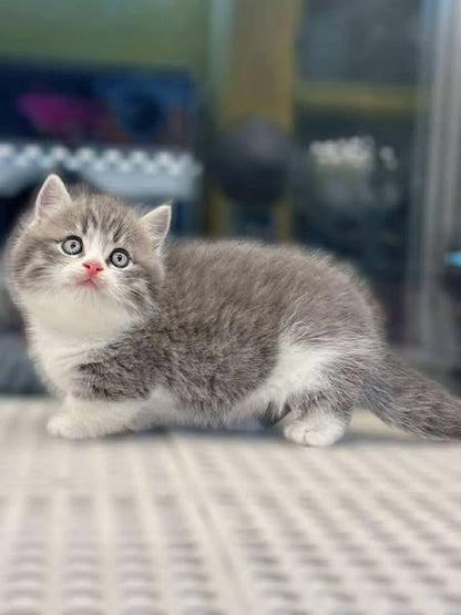 Munchkin