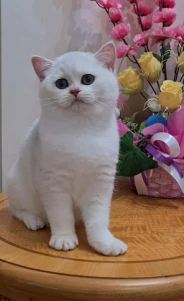 British Shorthair