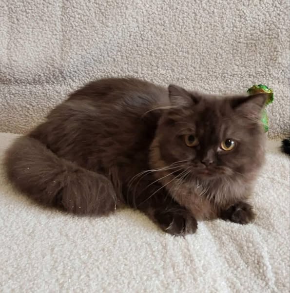 British Longhair