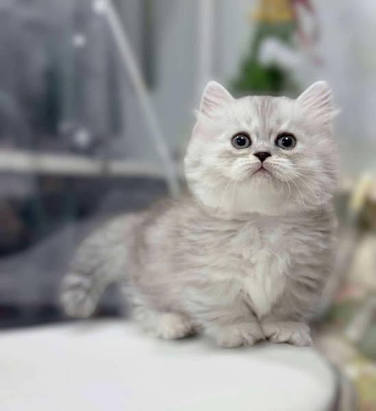 Munchkin Longhair