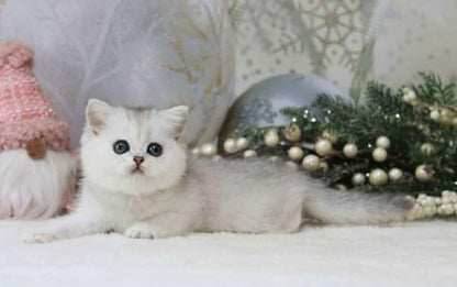 British Shorthair