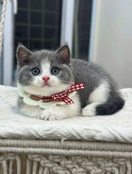 Munchkin