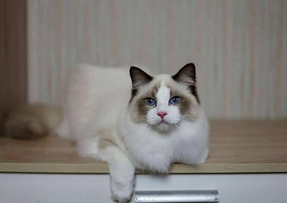 Ragdoll