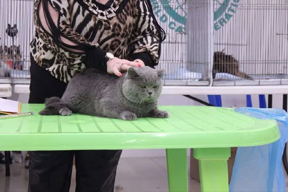 British Shorthair