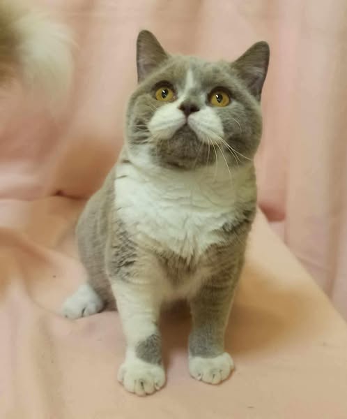 British Shorthair