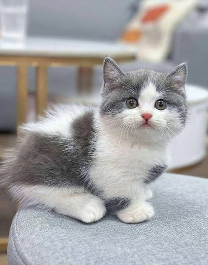 Munchkin
