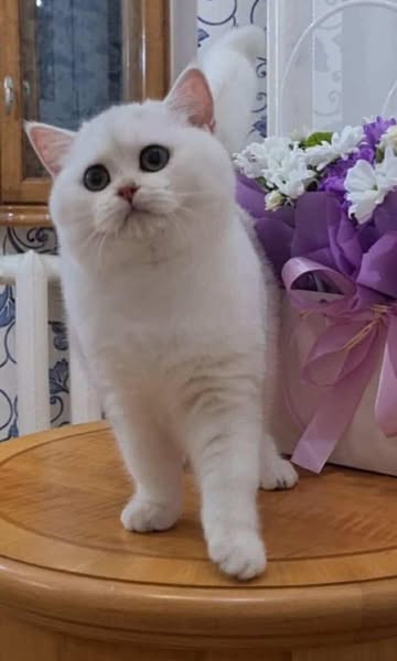 British Shorthair