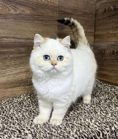 British Shorthair