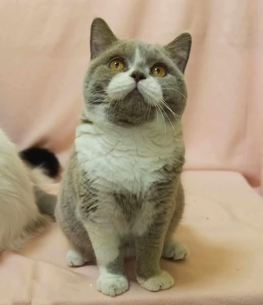 British Shorthair